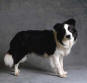 Chien de berger Border Collie