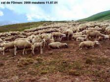 2000 moutons