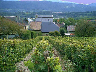 Les vignes omniprésentes à Arbin